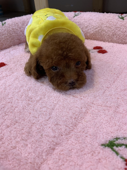 Misu Pet House 恋しい宠屋~